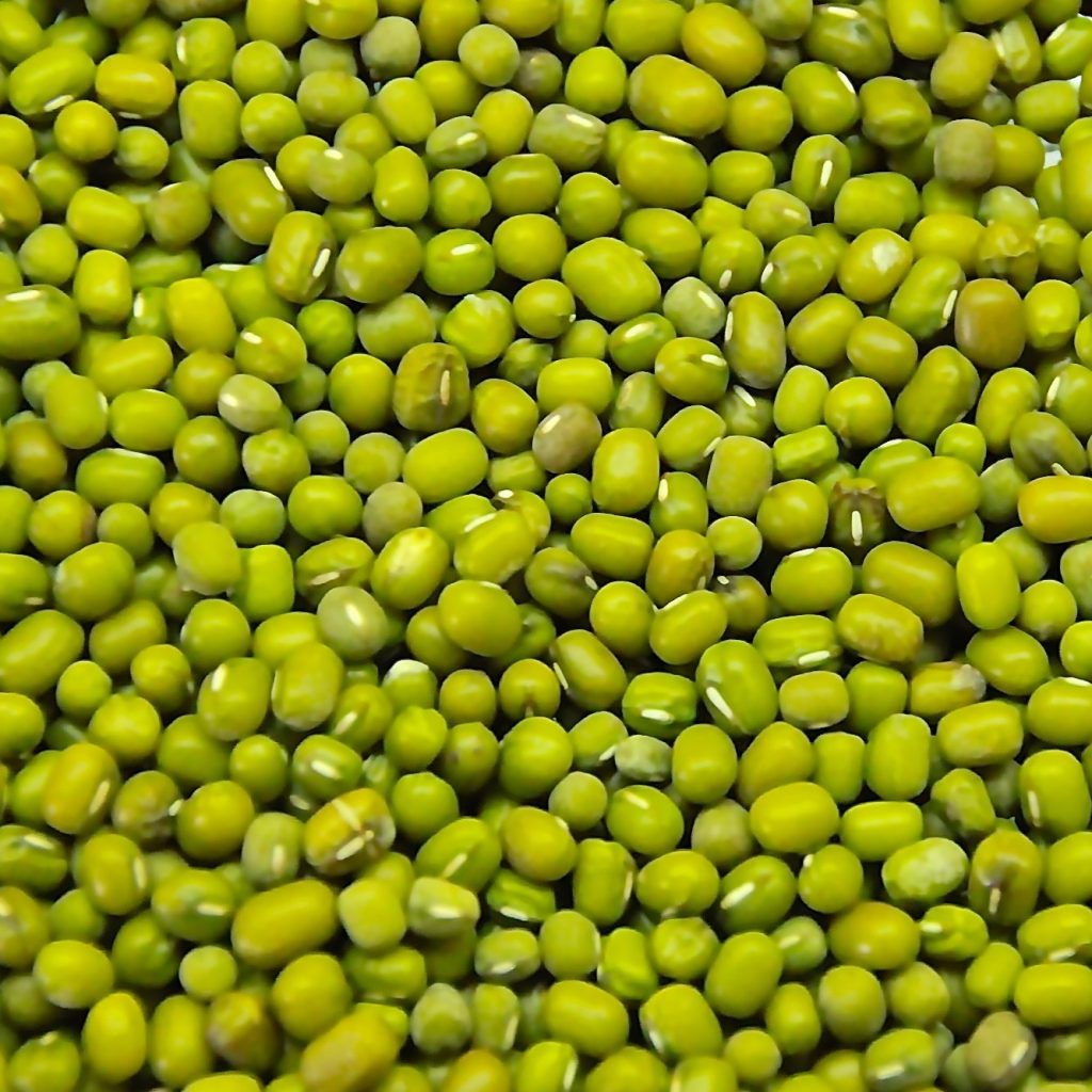 Distributor Kacang Hijau Green Mung Bean Supplier Indonesia Icon