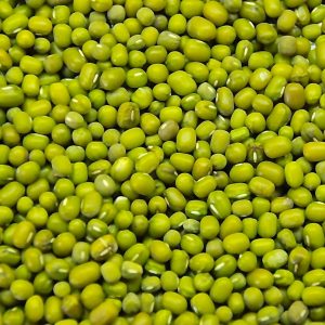 Distributor Kacang Hijau Green Mung Bean Supplier Indonesia Icon