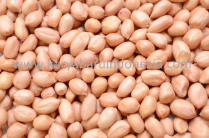 Supplier Kacang Tanah - Distributor Kacang Tanah - Agen Grosir